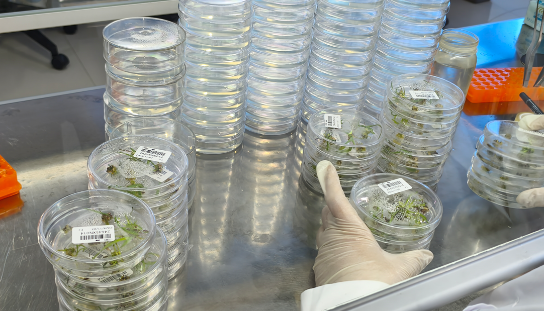 基因编辑及遗传转化服务